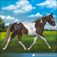 Horse Color:Gray Chocolate Palomino Tobiano