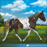 Horse Color:Gray Chocolate Palomino Tobiano 