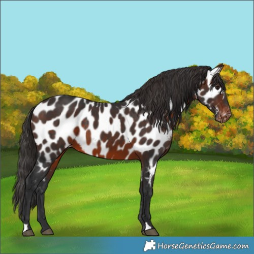 Horse Color:Brown Near Leopard