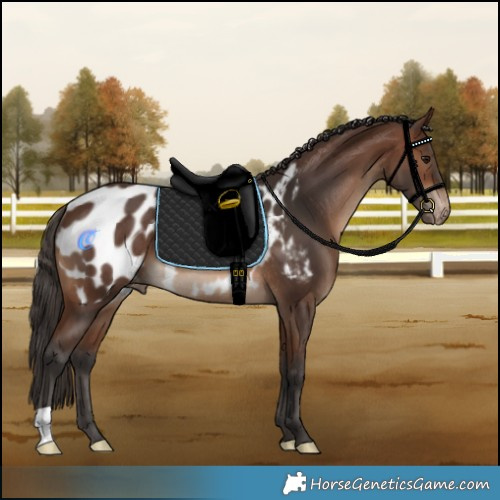 Horse Color:Brown Appaloosa Rabicano