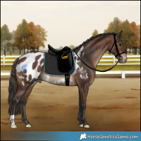 Horse Color:Brown Appaloosa Rabicano