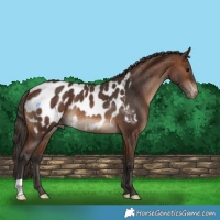 Horse Color:Brown Near Leopard Rabicano 