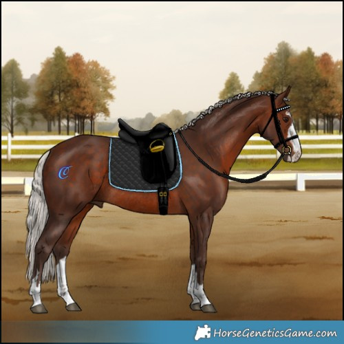 Horse Color:Silver Brown Rabicano 