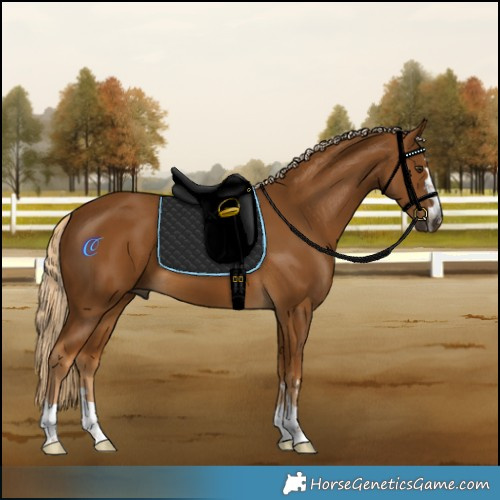 Horse Color:Gray Palomino 