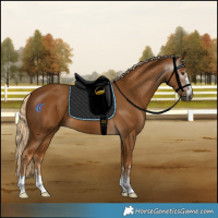 Horse Color:Gray Palomino 