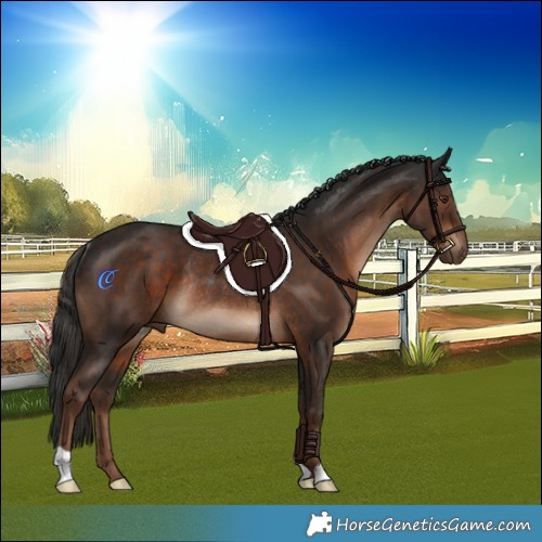 Horse Color:Liver Chestnut Rabicano 
