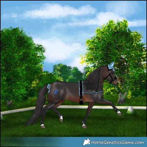 Horse Color:Brown Rabicano 