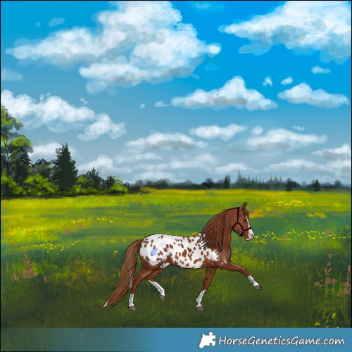 Horse Color:Chestnut Splash Appaloosa 