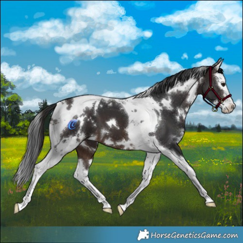 Horse Color:White Spotted Brown Splash Tobiano