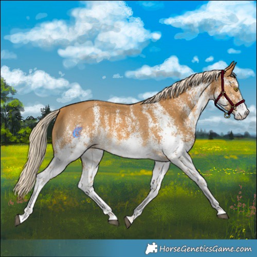 Horse Color:White Spotted Palomino