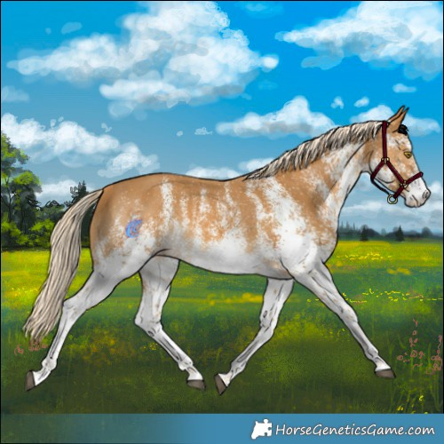 Horse Color:White Spotted Palomino 