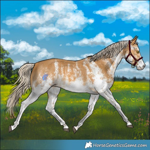 Horse Color:White Spotted Palomino 