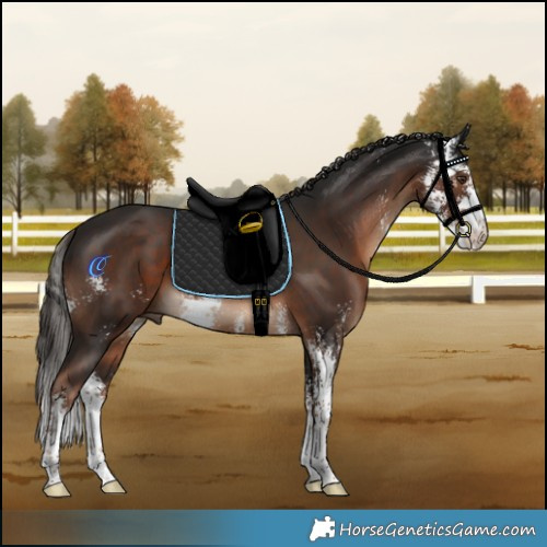 Horse Color:Liver Chestnut Sabino