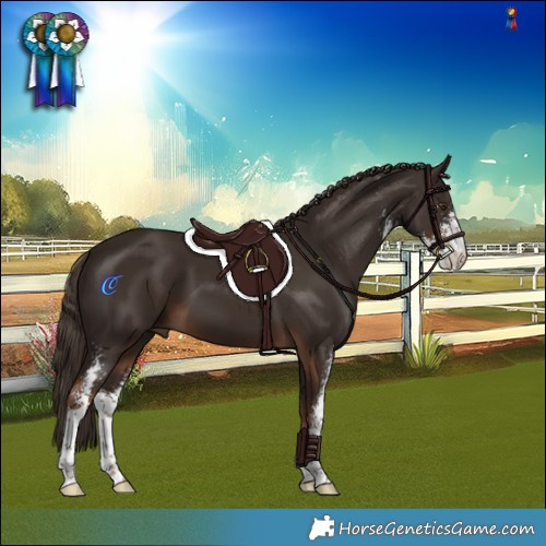 Horse Color:Liver Chestnut Sabino