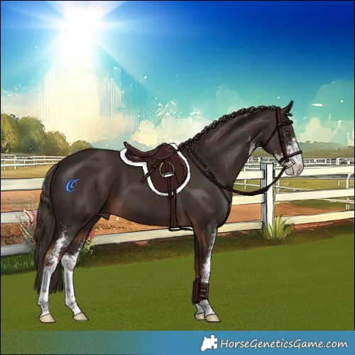 Horse Color:Liver Chestnut Sabino 