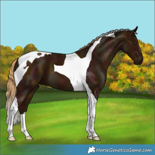 Horse Color:Midnight Chestnut Tobiano 