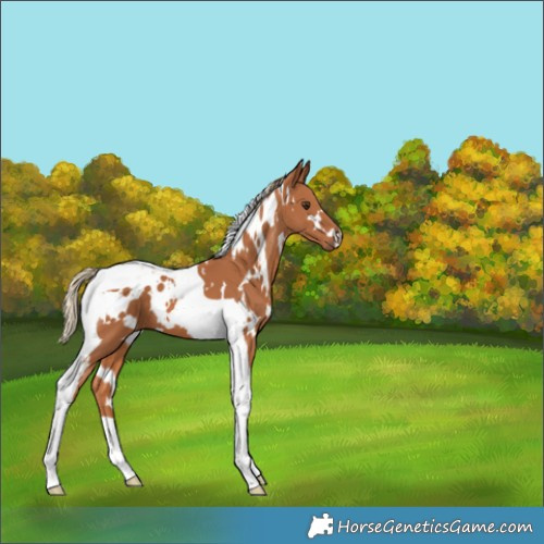 Horse Color:White Spotted Chestnut Tobiano 