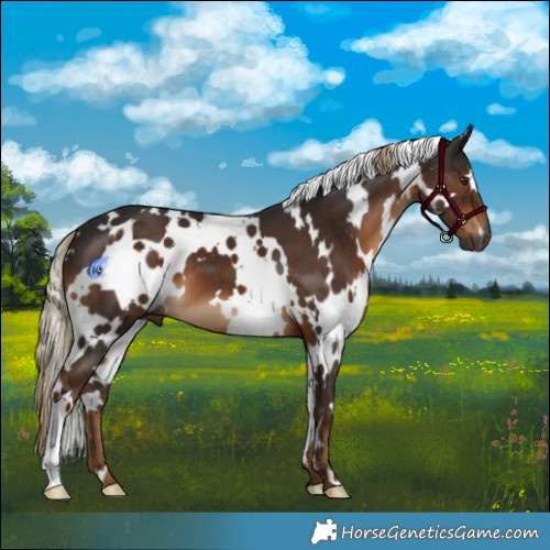 Horse Color:Gray White Spotted Liver Chestnut 