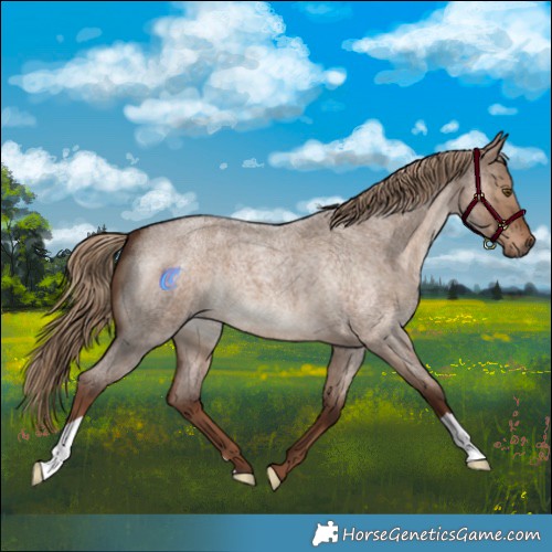 Horse Color:Liver Red Dun Roan