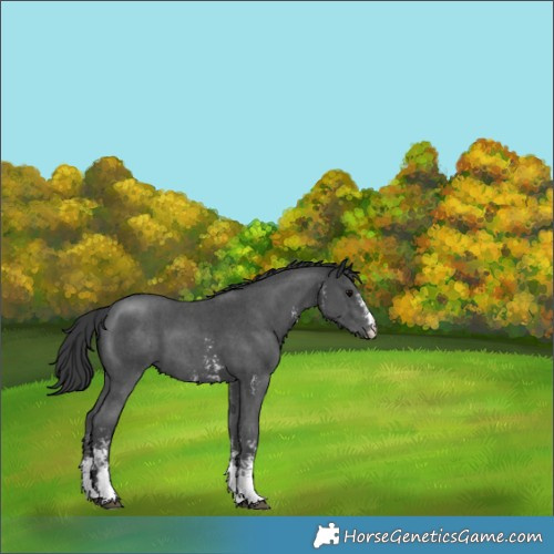 Horse Color:Black Sabino