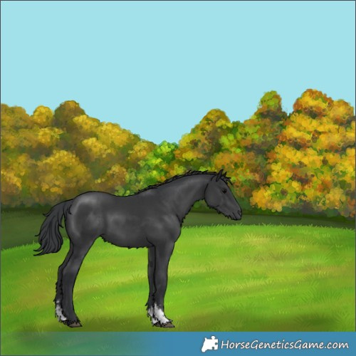 Horse Color:Black Sabino 