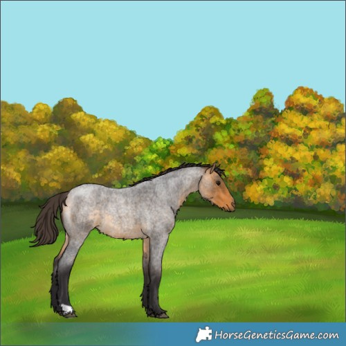 Horse Color:Buckskin Roan 
