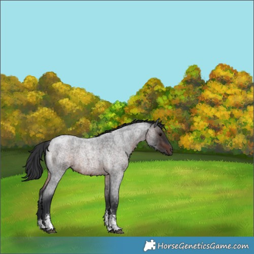 Horse Color:Brown Roan Sabino 