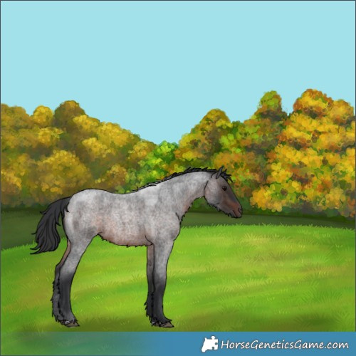 Horse Color:Brown Roan