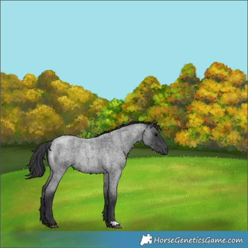 Horse Color:Blue Roan 