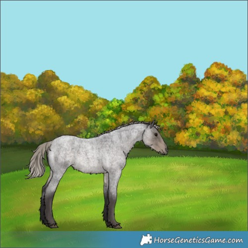 Horse Color:Silver Smoky Blue Roan 