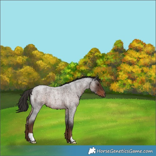 Horse Color:Liver Red Roan 
