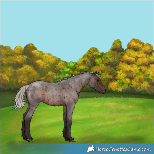 Horse Color:Silver Brown Roan 