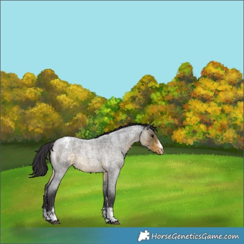 Horse Color:Buckskin Roan Sabino Appaloosa 
