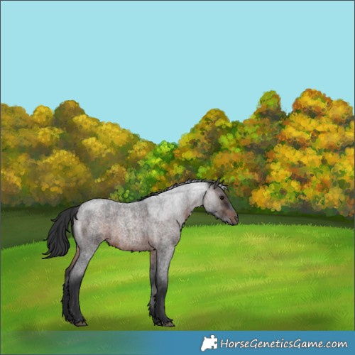 Horse Color:Brown Roan