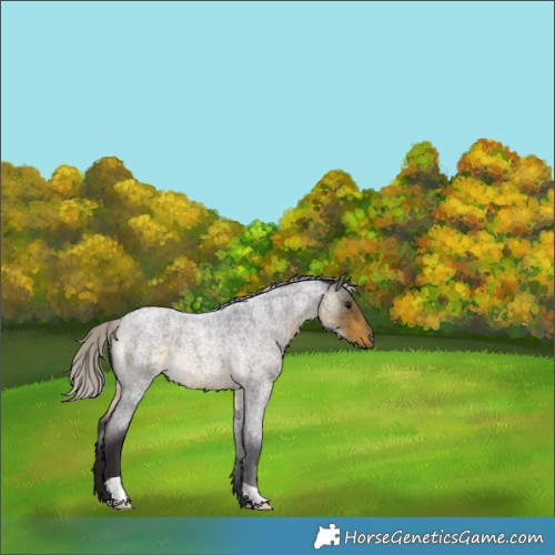 Horse Color:Silver Buckskin Roan 