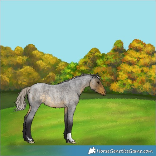 Horse Color:Silver Buckskin Roan 