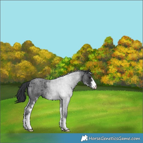 Horse Color:Blue Roan Sabino 