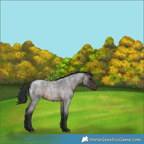 Horse Color:Brown Roan 