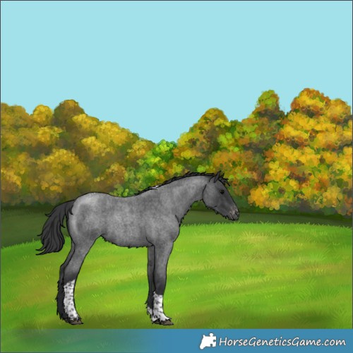 Horse Color:Blue Roan Tobiano Appaloosa