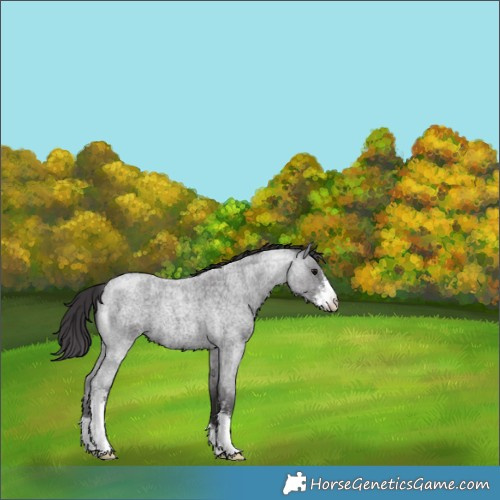 Horse Color:Smoky Blue Roan Sabino 