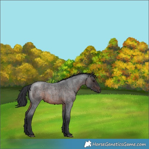 Horse Color:Brown Roan