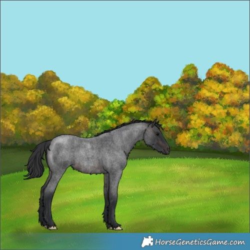 Horse Color:Brown Roan