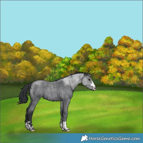 Horse Color:Blue Roan 
