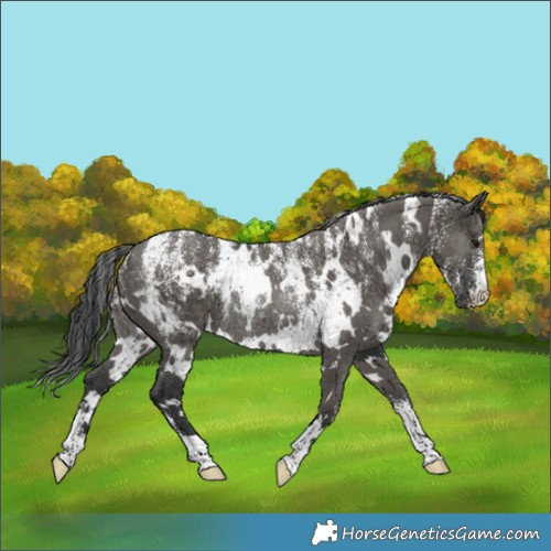 Horse Color:Powder White White Spotted Grullo Rabicano Brindle