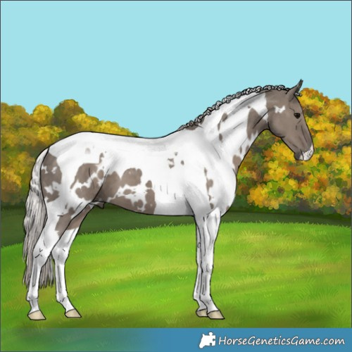 Horse Color:White Spotted Silver Grullo Tobiano Brindle 