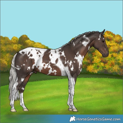 Horse Color:White Spotted Silver Black Tobiano