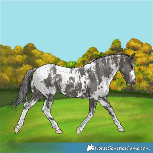 Horse Color:Powder White White Spotted Grullo Brindle
