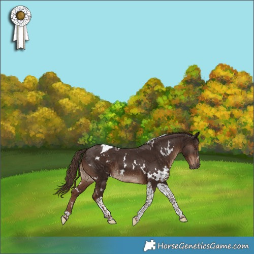 Horse Color:White Spotted Liver Chestnut Tobiano