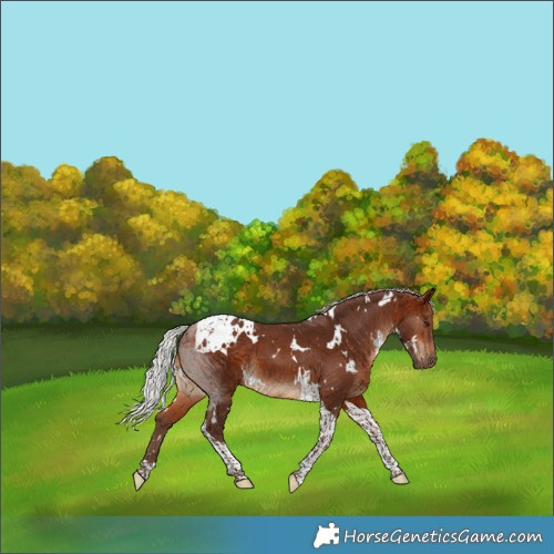 Horse Color:White Spotted Silver Bay Tobiano