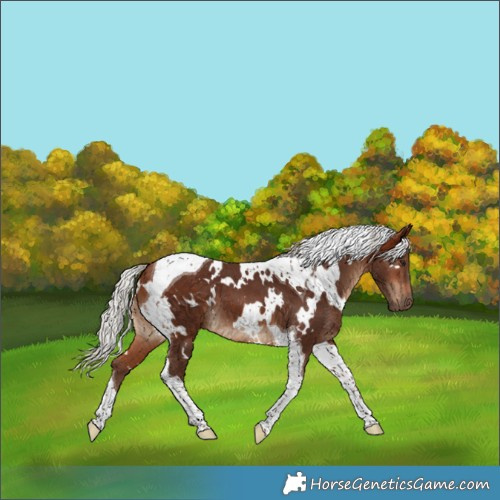 Horse Color:White Spotted Silver Bay Tobiano